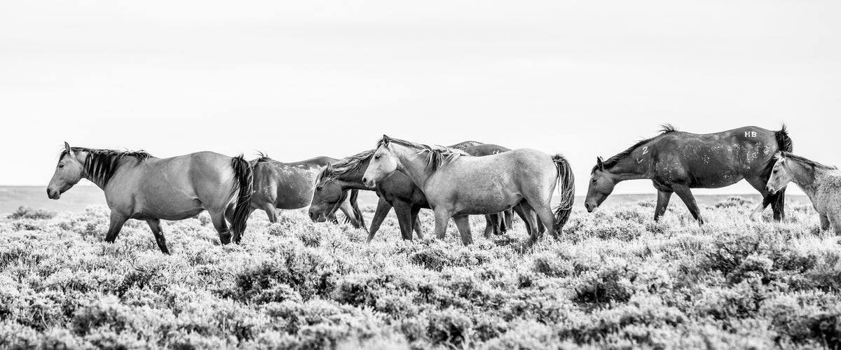 Wild Beauty, 60x25 Canvas Gallery Wrap, In Black Wood Float Frame