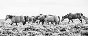 Wild Beauty, 60x25 Canvas Gallery Wrap, In Black Wood Float Frame