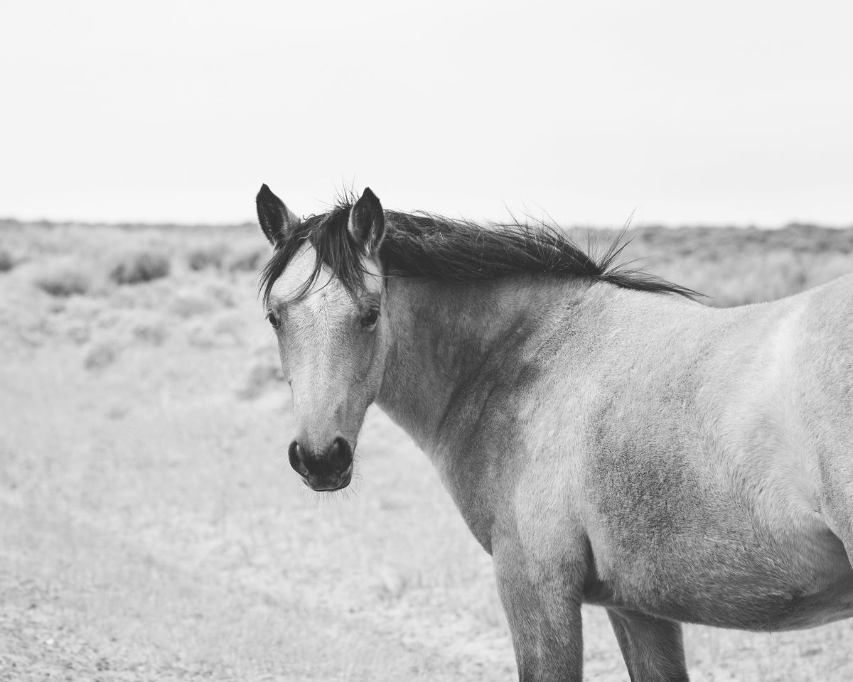 Buckskin Colt