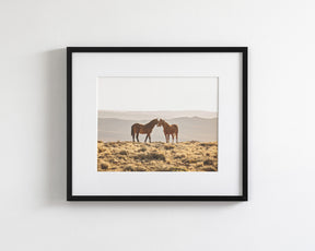 Wild Horse Embrace