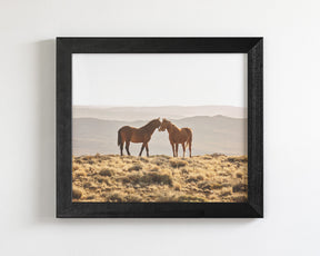 Wild Horse Embrace