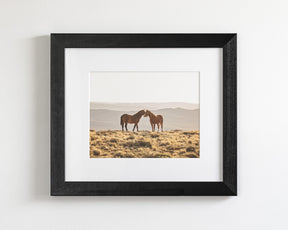 Wild Horse Embrace