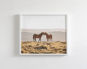 Wild Horse Embrace