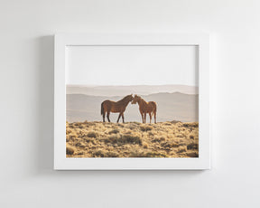 Wild Horse Embrace
