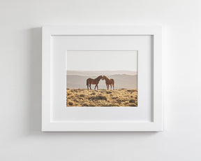 Wild Horse Embrace