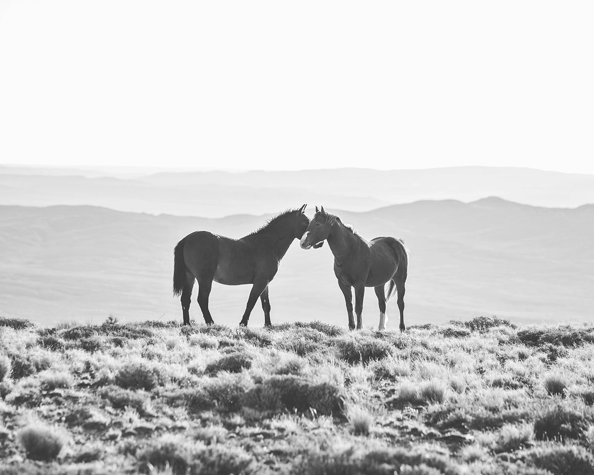 Wild Horse Embrace