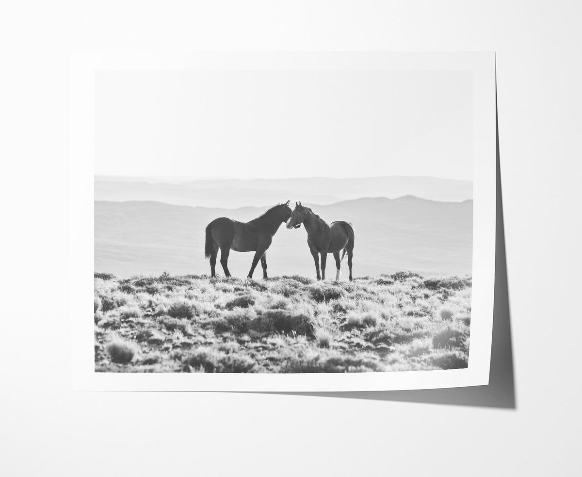 Wild Horse Embrace