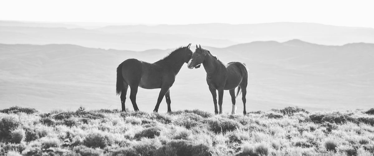 Wild Horse Embrace, 60x25 Canvas Gallery Wrap, In Black Wood Float Frame