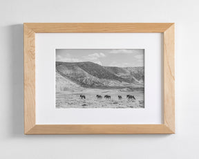 Inspire - Wild Horse Photograph