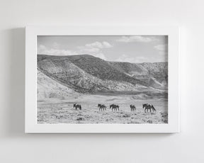 Inspire - Wild Horse Photograph