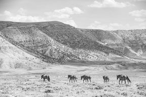 Inspire - Wild Horse Photograph