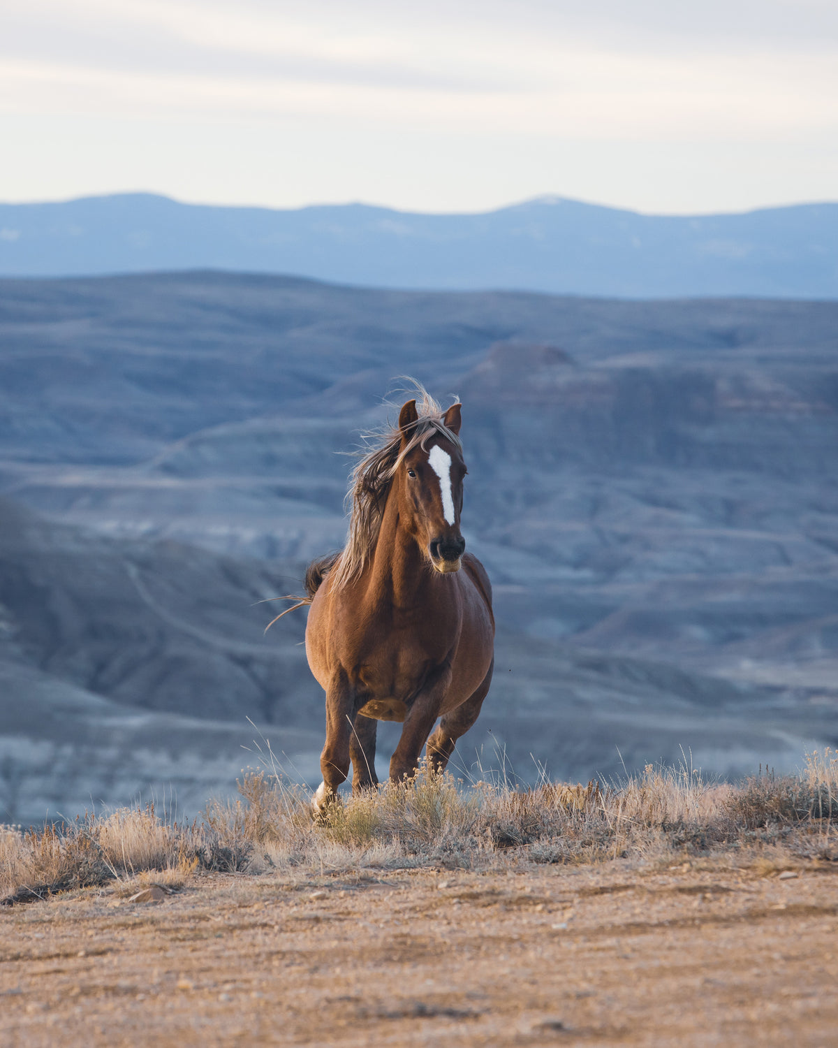 Wild Horse Running