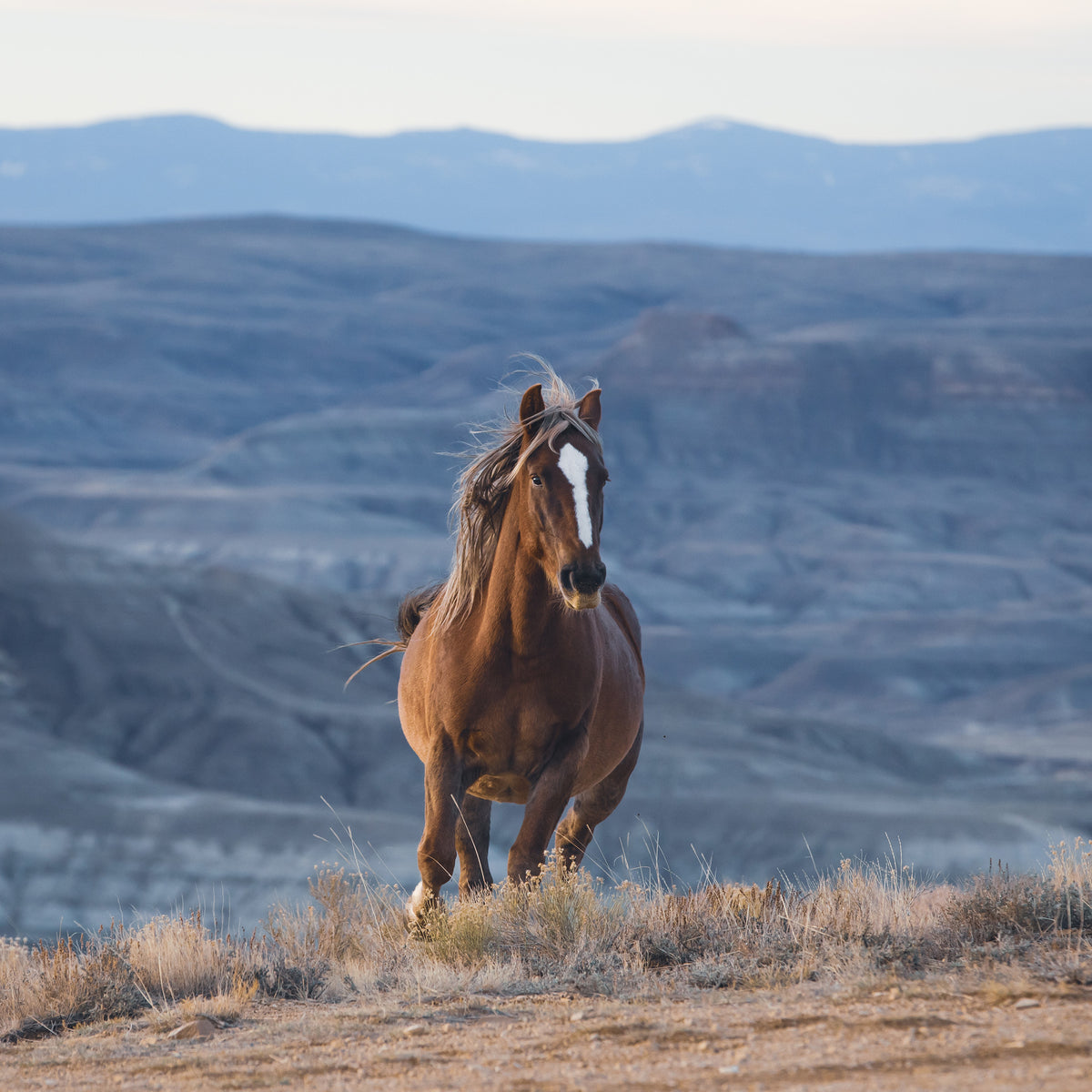 WildHorseRunningColorPhoto1_12