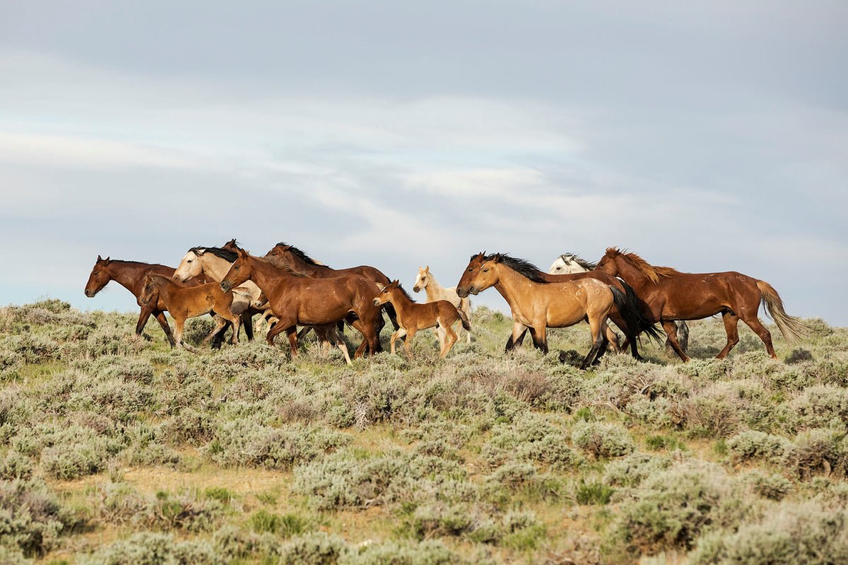 Wild Horse Band