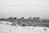 Inspirit Winter Wild Horses