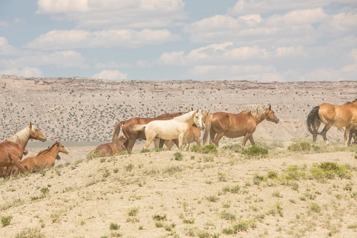 Palomino Wild