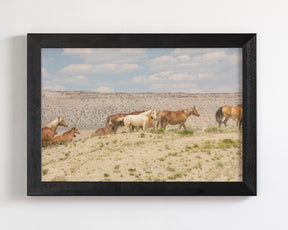 Palomino Wild