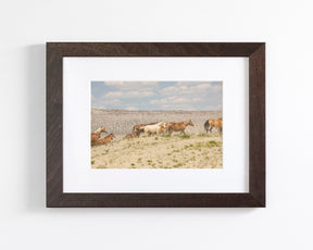 Palomino Wild