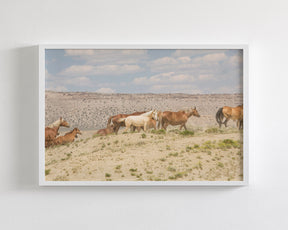 Palomino Wild