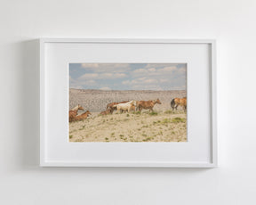Palomino Wild
