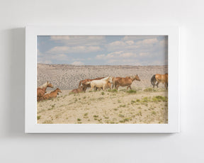 Palomino Wild