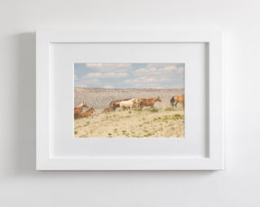 Palomino Wild