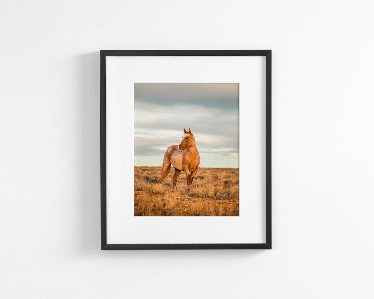 Roan Stallion