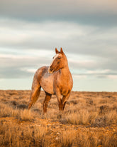 Roan Stallion