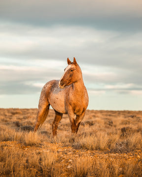 Roan Stallion