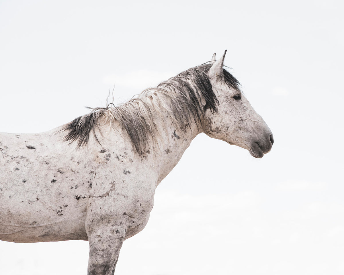 Wild Stallion