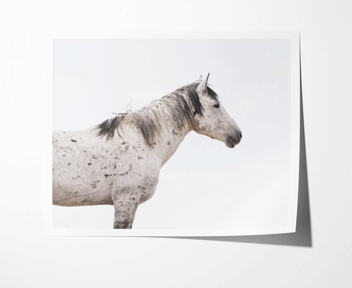 Wild Stallion