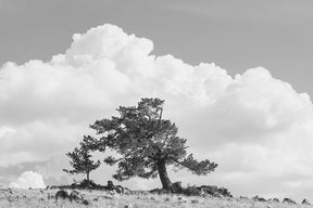 Wind Swept Tree, Black and White