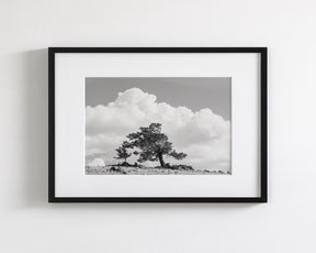 Wind Swept Tree, Black and White