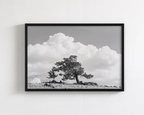 Wind Swept Tree, Black and White
