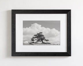 Wind Swept Tree, Black and White