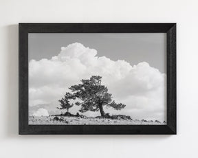 Wind Swept Tree, Black and White