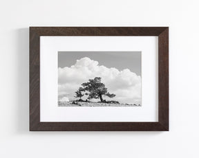 Wind Swept Tree, Black and White