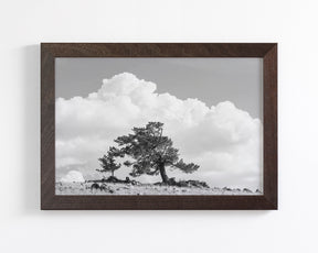 Wind Swept Tree, Black and White