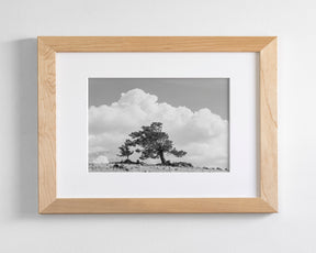Wind Swept Tree, Black and White