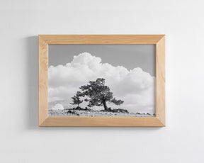 Wind Swept Tree, Black and White