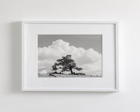 Wind Swept Tree, Black and White