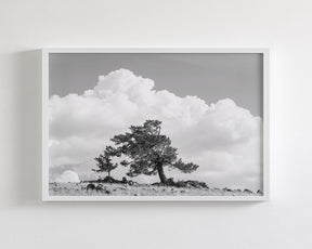Wind Swept Tree, Black and White