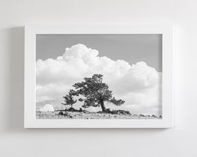 Wind Swept Tree, Black and White
