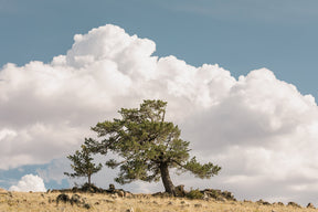 Wind Swept Tree