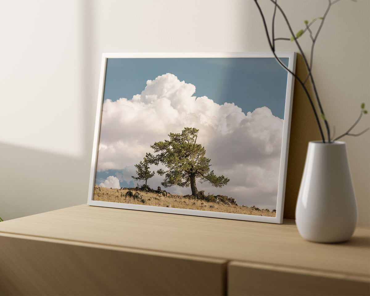Wind Swept Tree