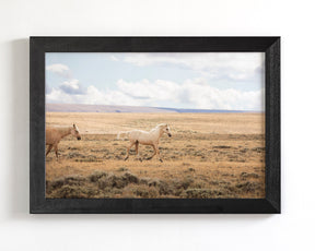 Winsome Palomino
