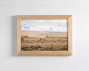 Winsome Palomino