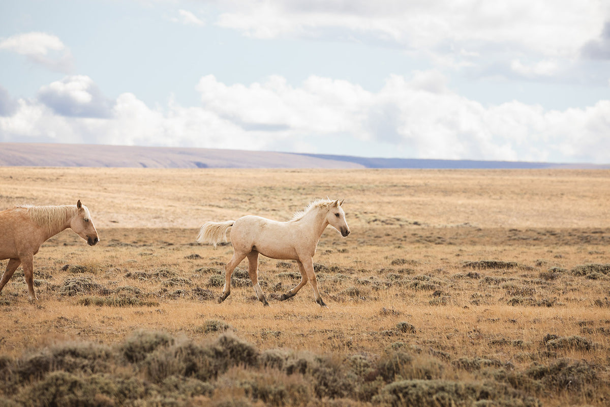 Winsome Palomino