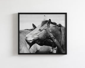 Western Horses