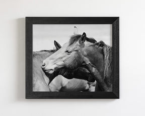 Western Horses